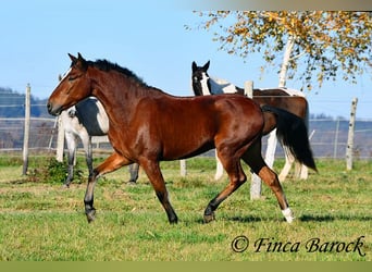 Andaluces, Caballo castrado, 3 años, 152 cm, Castaño