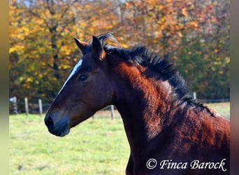 Andaluces, Caballo castrado, 3 años, 152 cm, Castaño