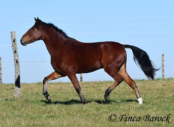 Andaluces, Caballo castrado, 3 años, 152 cm, Castaño