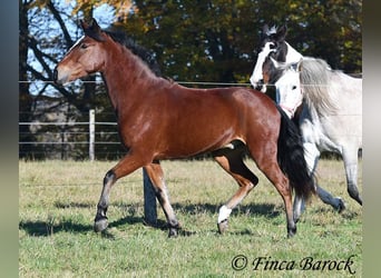 Andaluces, Caballo castrado, 3 años, 152 cm, Castaño