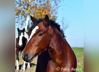 Andaluces, Caballo castrado, 3 años, 152 cm, Castaño