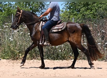 Andaluces, Caballo castrado, 3 años, 152 cm, Negro