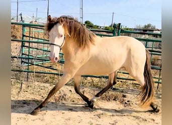 Andaluces, Caballo castrado, 3 años, 153 cm, Champán