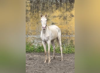 Andaluces, Caballo castrado, 3 años, 153 cm, Cremello