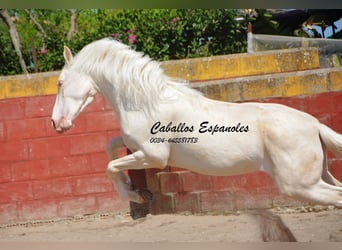 Andaluces, Caballo castrado, 3 años, 153 cm, Cremello