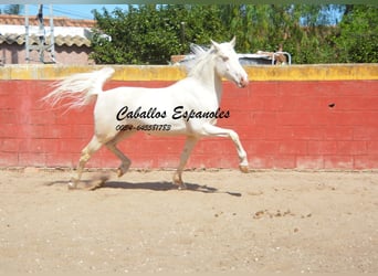 Andaluces, Caballo castrado, 3 años, 153 cm, Cremello