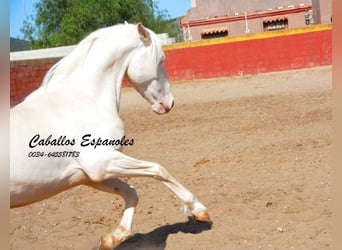 Andaluces, Caballo castrado, 3 años, 153 cm, Cremello