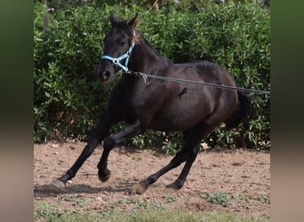 Andaluces, Caballo castrado, 3 años, 153 cm, Negro