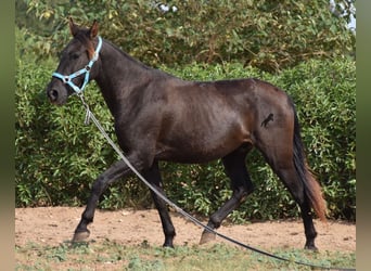 Andaluces, Caballo castrado, 3 años, 153 cm, Negro