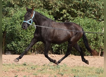 Andaluces, Caballo castrado, 3 años, 153 cm, Negro