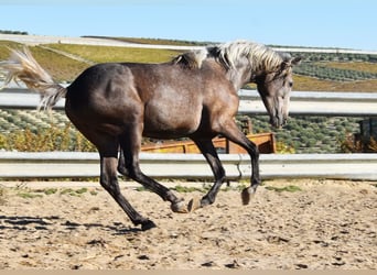 Andaluces, Caballo castrado, 3 años, 153 cm, Tordo