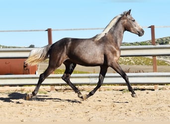 Andaluces, Caballo castrado, 3 años, 153 cm, Tordo