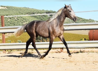 Andaluces, Caballo castrado, 3 años, 153 cm, Tordo