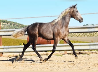 Andaluces, Caballo castrado, 3 años, 153 cm, Tordo