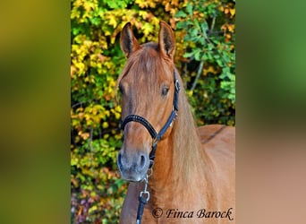 Andaluces, Caballo castrado, 3 años, 154 cm, Alazán