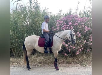 Andaluces, Caballo castrado, 3 años, 155 cm