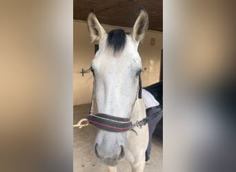 Andaluces, Caballo castrado, 3 años, 155 cm