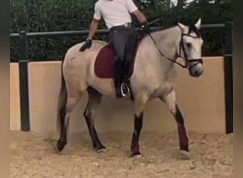 Andaluces, Caballo castrado, 3 años, 155 cm