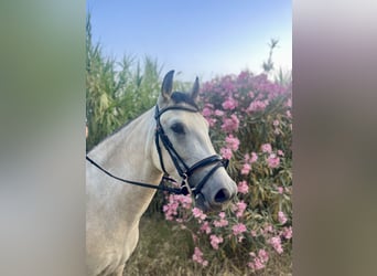 Andaluces, Caballo castrado, 3 años, 155 cm