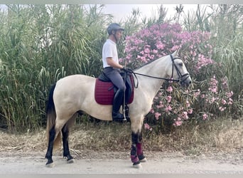 Andaluces, Caballo castrado, 3 años, 155 cm