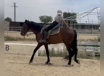 Andaluces, Caballo castrado, 3 años, 155 cm, Castaño rojizo