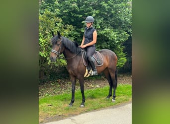 Andaluces, Caballo castrado, 3 años, 155 cm, Castaño