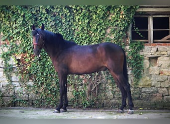 Andaluces, Caballo castrado, 3 años, 155 cm, Castaño