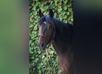 Andaluces, Caballo castrado, 3 años, 155 cm, Castaño