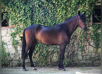 Andaluces, Caballo castrado, 3 años, 155 cm, Castaño