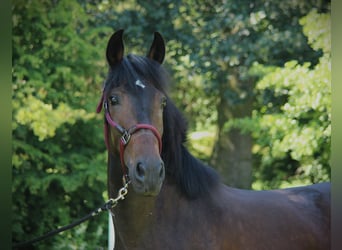 Andaluces, Caballo castrado, 3 años, 155 cm, Castaño