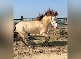Andaluces, Caballo castrado, 3 años, 155 cm, Champán