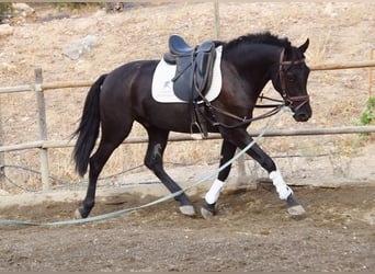 Andaluces, Caballo castrado, 3 años, 155 cm, Negro