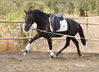 Andaluces, Caballo castrado, 3 años, 155 cm, Negro