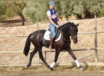 Andaluces, Caballo castrado, 3 años, 155 cm, Negro