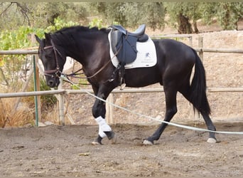 Andaluces, Caballo castrado, 3 años, 155 cm, Negro