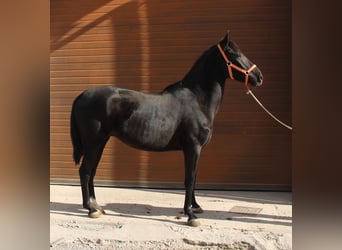 Andaluces, Caballo castrado, 3 años, 155 cm, Negro