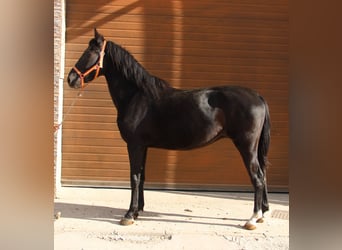 Andaluces, Caballo castrado, 3 años, 155 cm, Negro