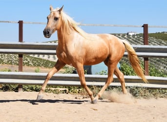 Andaluces, Caballo castrado, 3 años, 155 cm, Palomino