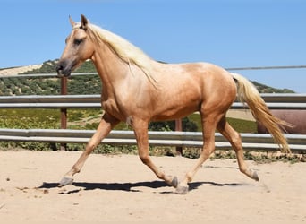 Andaluces, Caballo castrado, 3 años, 155 cm, Palomino