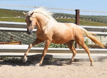 Andaluces, Caballo castrado, 3 años, 155 cm, Palomino