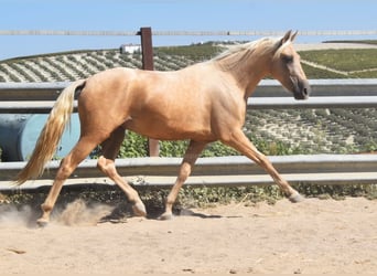 Andaluces, Caballo castrado, 3 años, 155 cm, Palomino