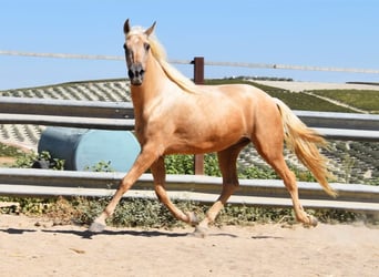 Andaluces, Caballo castrado, 3 años, 155 cm, Palomino