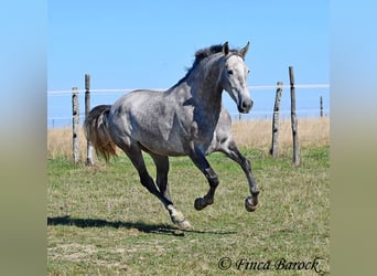 Andaluces, Caballo castrado, 3 años, 155 cm, Tordo