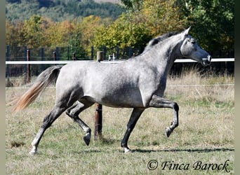 Andaluces, Caballo castrado, 3 años, 155 cm, Tordo