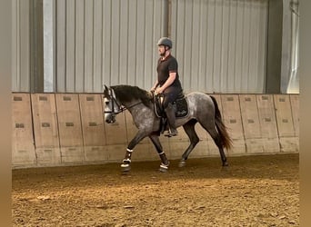 Andaluces, Caballo castrado, 3 años, 155 cm, Tordo