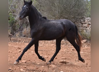 Andaluces, Caballo castrado, 3 años, 155 cm, Tordo