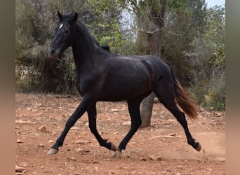 Andaluces, Caballo castrado, 3 años, 155 cm, Tordo