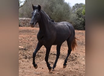 Andaluces, Caballo castrado, 3 años, 155 cm, Tordo