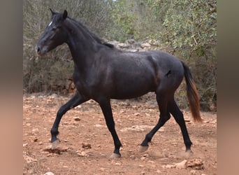 Andaluces, Caballo castrado, 3 años, 155 cm, Tordo