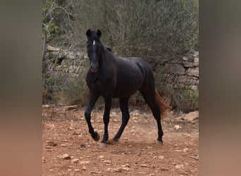 Andaluces, Caballo castrado, 3 años, 155 cm, Tordo